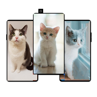 Cute Cats Wallpapers 4k pics