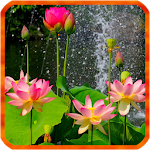 Cover Image of 下载 Lotus Live Wallpapers  APK