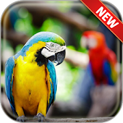 Top 14 Lifestyle Apps Like Parrot Wallpapers - Best Alternatives