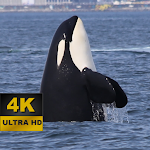 Cover Image of ダウンロード Orca Wallpapers - 4K and UHD 1.0 APK