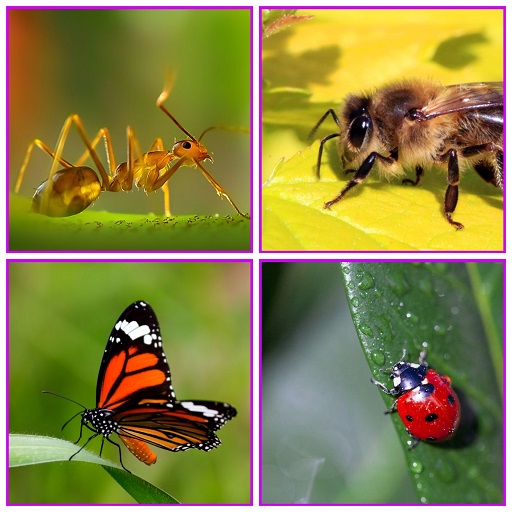 Guess The Insect Game logo