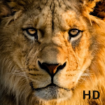 Cover Image of Télécharger lion background HD  APK