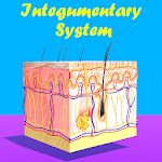 Cover Image of Unduh Integumentary System  APK