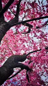 Japanische Sakura Hintergründe