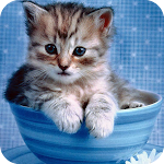 Cover Image of Unduh Cute Kitten Full HD Wallpaper  APK