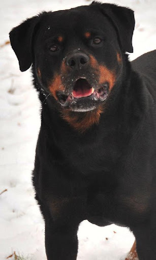 Rottweiler Dogs Wallpapers