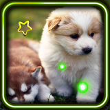 Cool Puppy Pet HD 2015 LWP icon