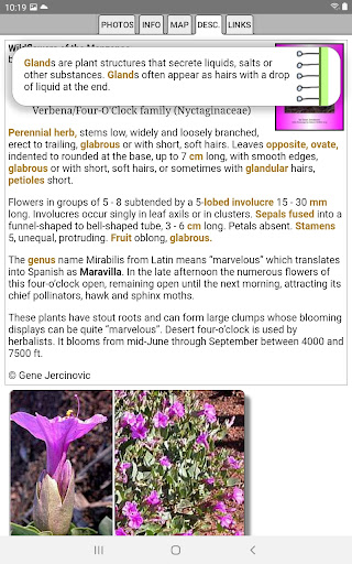 Colorado Wildflowers screenshot 14