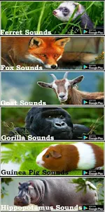 Baboon Sounds
