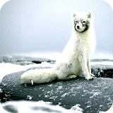 Arctic Fox Wallpaper icon