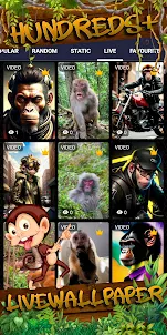 monkey wallpaper