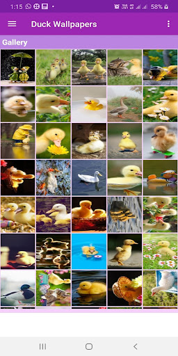Duck Wallpapers Gallery Screen 2