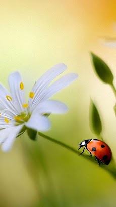Ladybug Live Wallpaperのおすすめ画像3