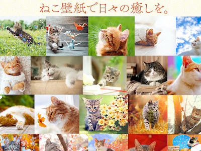 √完了しました！ 癒し 壁��� ねこ かわいい 197519-Windows10 壁紙 無料 かわいい 猫