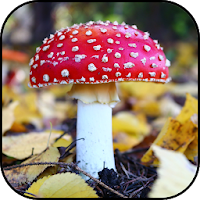 きのこの壁紙と背景 Androidアプリ Applion