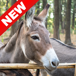 Cover Image of Unduh Donkey Wallpapers - Screen Background 1.0 APK