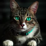 Cover Image of Descargar Cat sounds 1.0.0 APK