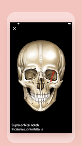 Easy anatomy. Medical atlas Unknown