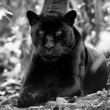 Black Panther Hd Wallpaper icon