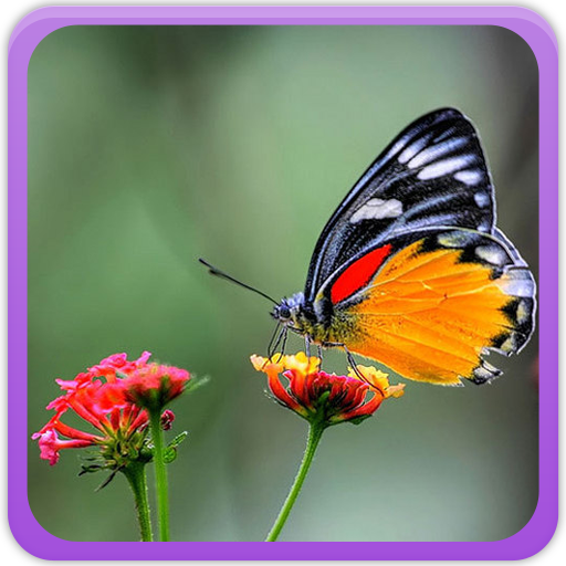 Butterfly Wallpaper Gallery Unduh di Windows