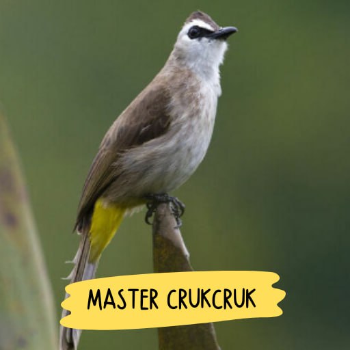 Suara Burung CrukCruk Gacor Install on Windows