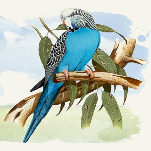 Som do Pássaro Australiano logo
