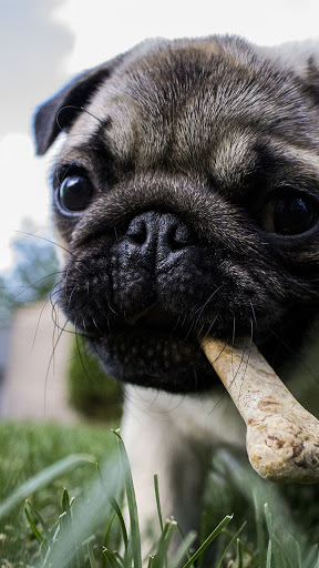 Android application cute pug puppy wallpaper screenshort