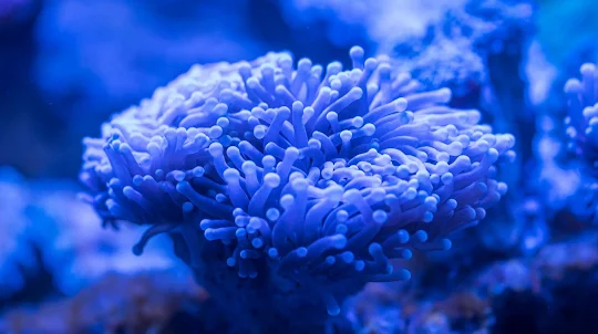 Coral Wallpapers