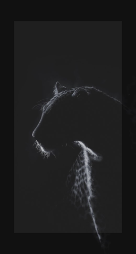 Black Panther Wallpaper Animal