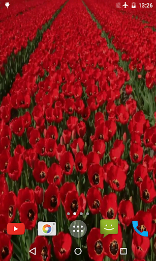 Red Tulips Live Wallpaper Screen 3
