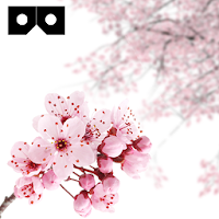 CherryBlossom VR for Cardboard