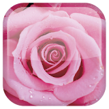 Rose Live Wallpaper icon