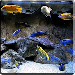 Cover Image of Tải xuống Aquarium HD Video Wallpaper 2.0 APK