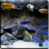 Aquarium HD Video Wallpaper icon