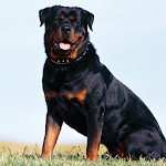 Cover Image of Download Rottweiler Dogs Wallpapers 1.0 APK