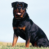 Rottweiler Dogs Wallpapers icon