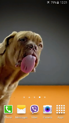 Dog Licks Screen 4K Wallpaper Screen 3
