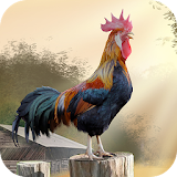 Rooster Wallpapers icon