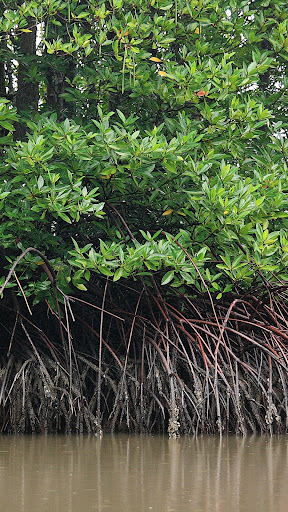 Mangrove Forest Wallpaper
