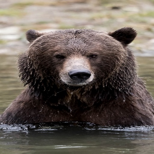 Bear Wallpapers logo