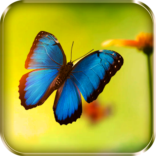 Butterflies Live Wallpaper  Icon