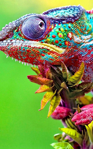 Chameleon Wallpaper Collection