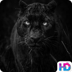 Cover Image of Descargar Black Panther Wallpapers  APK