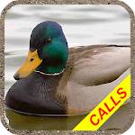 Cover Image of Download Duck hunting calls Pro: Water  APK