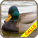 Duck hunting calls Pro:  Waterfowl hunting sounds. icon