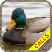 Duck hunting calls Pro:  Waterfowl hunting sounds.