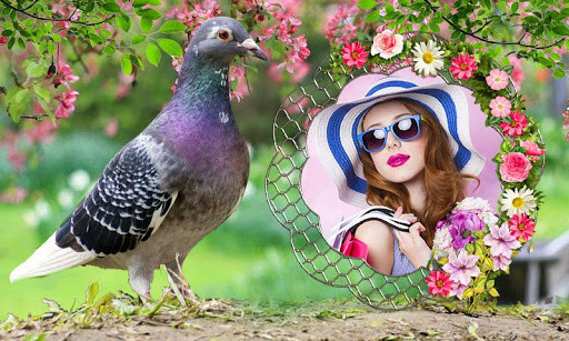 Android application Pigeon Photo Frames screenshort