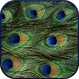 HD Peacock Feather Wallpaper icon