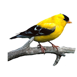 Bird Calls And Ringtones icon