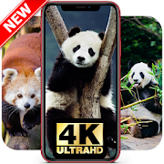 Top 40 Personalization Apps Like Panda Wallpapers HD ? Panda Pictures | Cool Panda - Best Alternatives